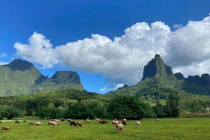 Half-Day Tour of Moorea Island in a Small Group - Who Will Love This Tour?