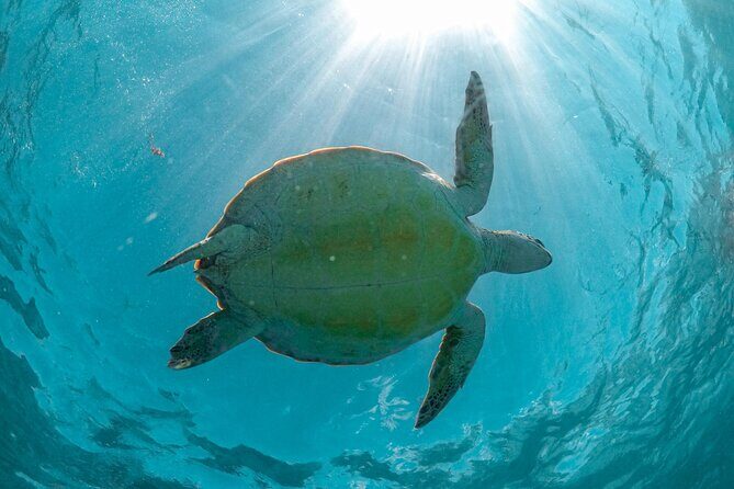 Half-day Tour Sea Turtles Encounter in Akumal Bay - A Closer Look at the Tour Experience