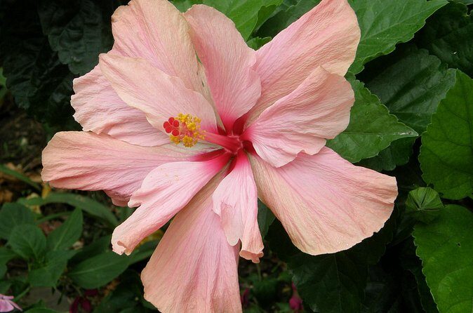 Half Day Tour St Nicholas Abbey and The Barbados Wildlife Reserve - Final Thoughts: Who Is This Tour For?