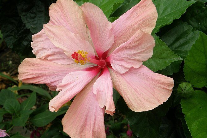 Half Day Tour St Nicholas Abbey and The Barbados Wildlife Reserve - FAQ