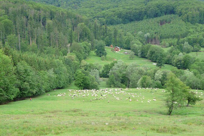 Half Day Tour to Bucovina Painted Monasteries - The Sum Up