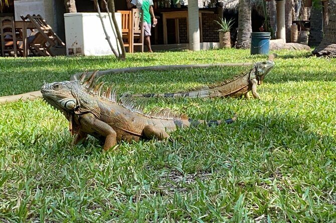 Half-Day Tour to Ventanilla, Mazunte, Zipolite and Puerto Angel - Final Thoughts