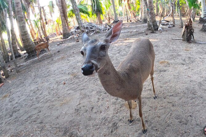 Half-Day Tour to Ventanilla, Mazunte, Zipolite and Puerto Angel - Final Word