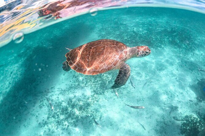 Half Day Tour: Turtles Encounter in Akumal Beach - Authentic Experiences Shaped by Reviews