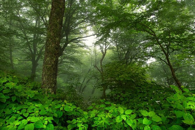 Half-Day Tour With Instruction in Vistas & Waterfall Photography - Skill Levels Accommodated