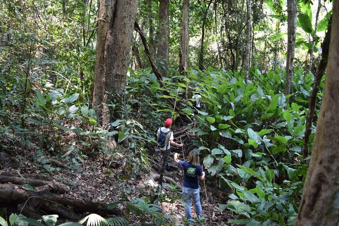 Half Day Trekking Doi Suthep - Pui National Park Area (Private Tour) - Meeting and Pickup Details