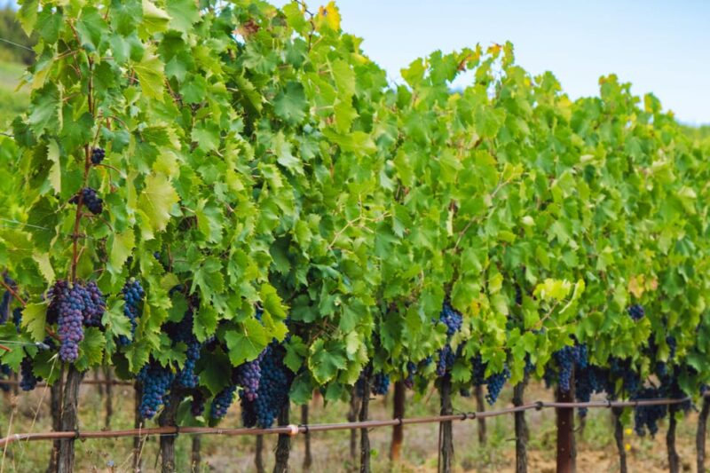 Half-Day Trip From Madrid: Alcalá De Henares & Winery Visit - Key Points