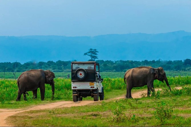 Half Day Udawalawe Safari (Entrance + Lunch) - Meeting and Pickup Details