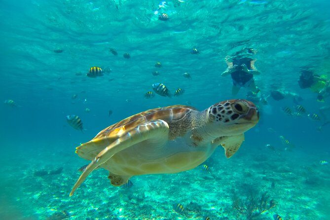 Half-Day Underwater World Tour - The Cenote Experience: Swimming in Nature’s Pool