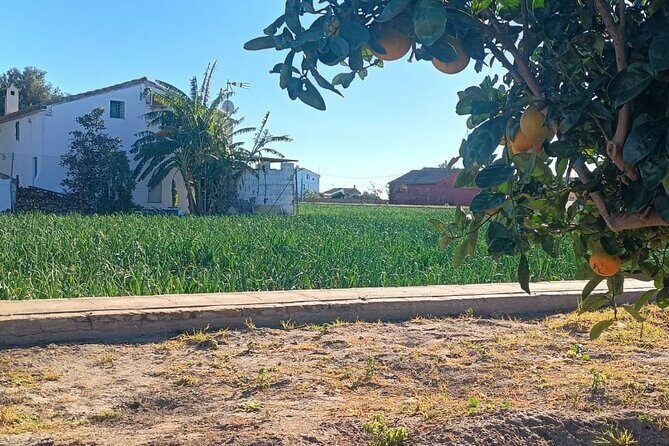 Half Day Valencia Foodie Cycling Tour - Who This Tour Is Best For