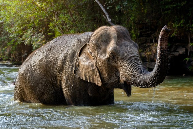Half Day Visit Elephant Sanctuary in Samui - Ethical Considerations