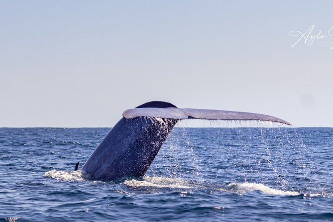 Half-Day Whale and Dolphin Watching Tour in Ponta Delgada - Whale and Dolphin Species