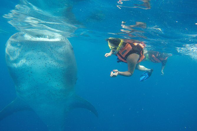Half Day Whale Shark Tour From Playa del Carmen - Key Points