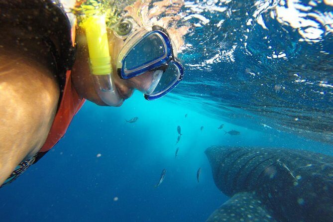 Half Day Whale Shark Tour From Playa del Carmen - In-Depth Look at the Tour Experience