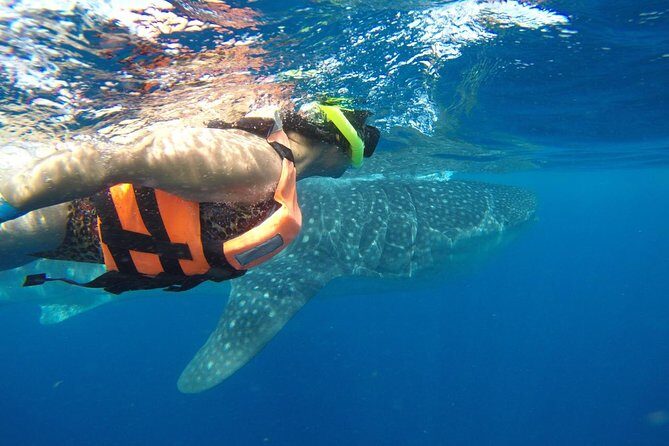 Half Day Whale Shark Tour From Playa del Carmen - FAQs