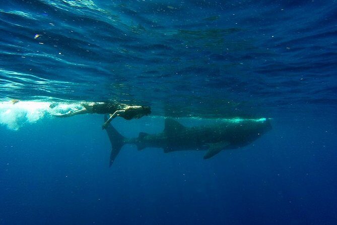 Half Day Whale Shark Tour From Playa del Carmen - Final Word