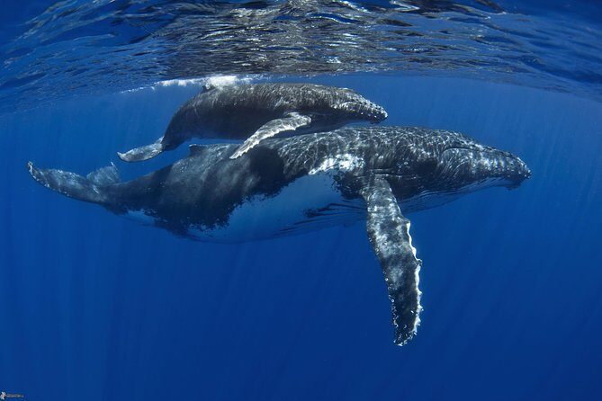 Half day whale tour 4h00 - An In-Depth Look at the Moorea Whale Tour