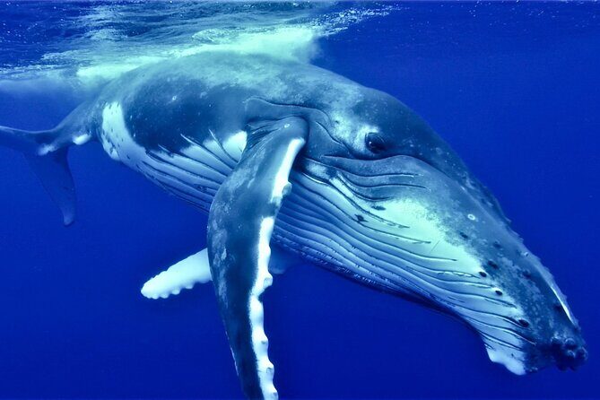 Half Day Whale Watching in a Small Shared Group - Introducing the Half Day Whale Watching Tour in Tahiti