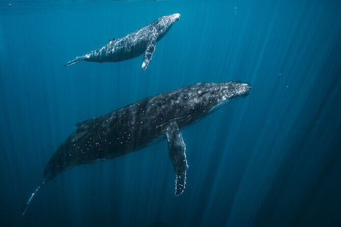 Half Day Whale Watching in a Small Shared Group - Why Choose This Whale Watching Experience?