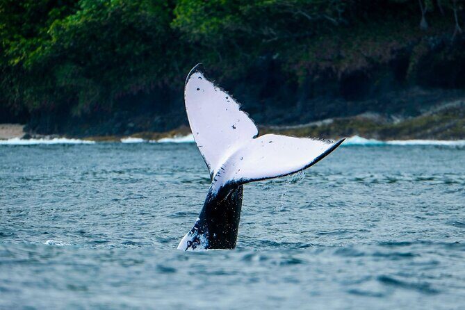 Half Day Whale Watching in a Small Shared Group - Authentic, Respectful Encounters and Unmatched Value