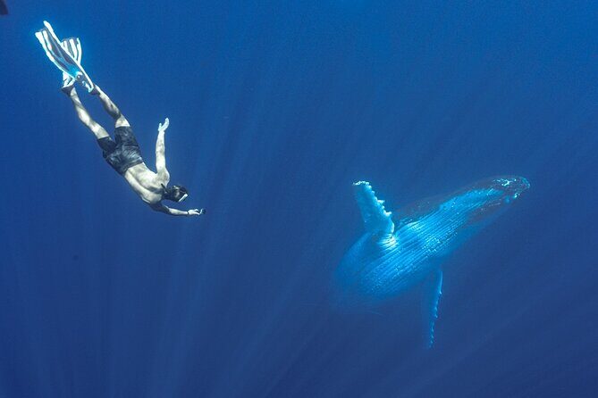 Half Day Whale Watching in a Small Shared Group - Who Will Love This Tour?