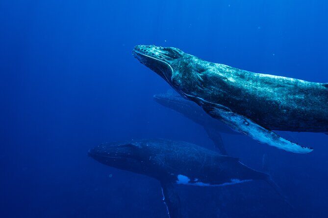 Half Day Whale Watching in a Small Shared Group - FAQ