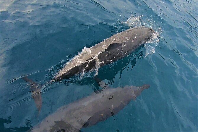 Half day whale watching - Without launch - Final Thoughts: Is This Tour Worth It?