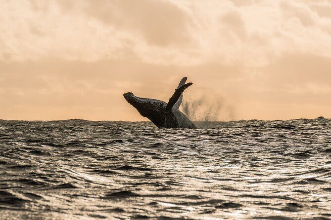 Half day whale watching | Without launch - Review of the Half-Day Whale Watching Tour in Moorea