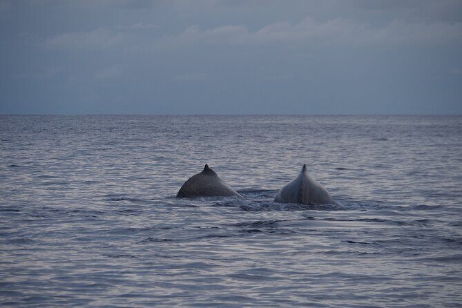 Half day whale watching | Without launch - The Sum Up