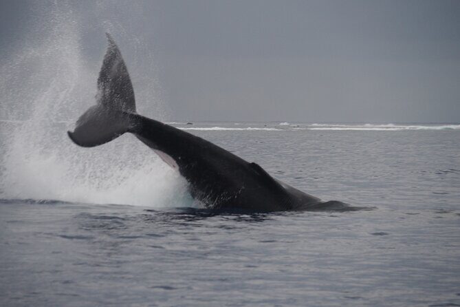 Half day whale watching | Without launch - FAQs