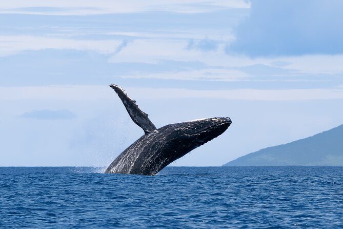 Half day Whales watching PRIVATE group - The Itinerary in Detail