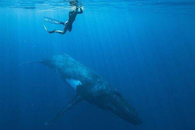 Half day Whales watching PRIVATE group - The Sum Up