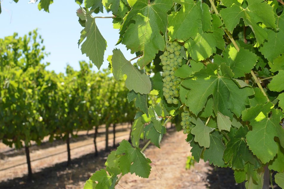 Half Day Wine and Sights Discovery Tour Busselton - Customer Reviews