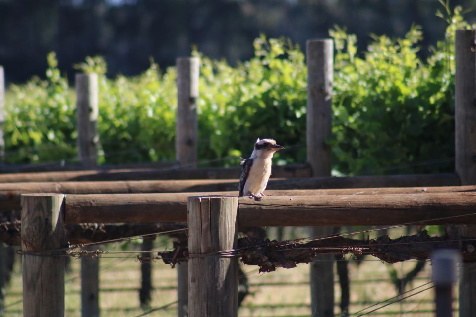 Half Day Wine and Sights Discovery Tour Busselton - Recap