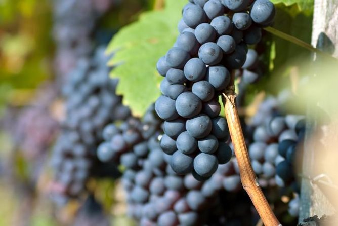Half-Day Wine Tasting Tour in Etyek Wine Country Near Budapest - Reviews