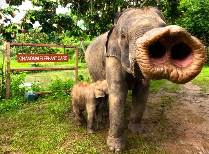 Half-Day With CHIANGMAI ELEPHANT CARE Program (12pm-6pm.) - Elephant Care Activities