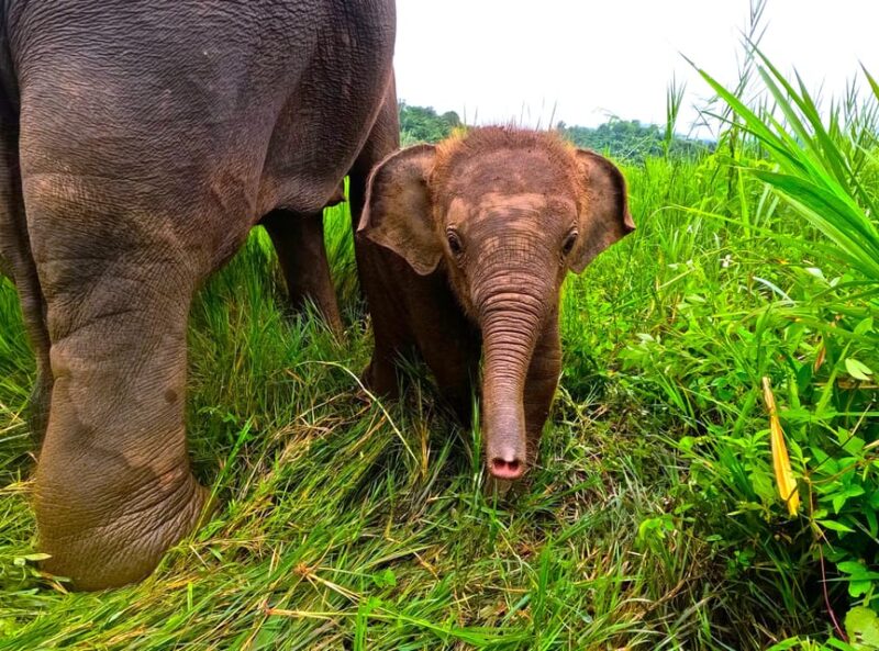 Half-Day With CHIANGMAI ELEPHANT CARE Program (12pm-6pm.) - Feeding the Elephants