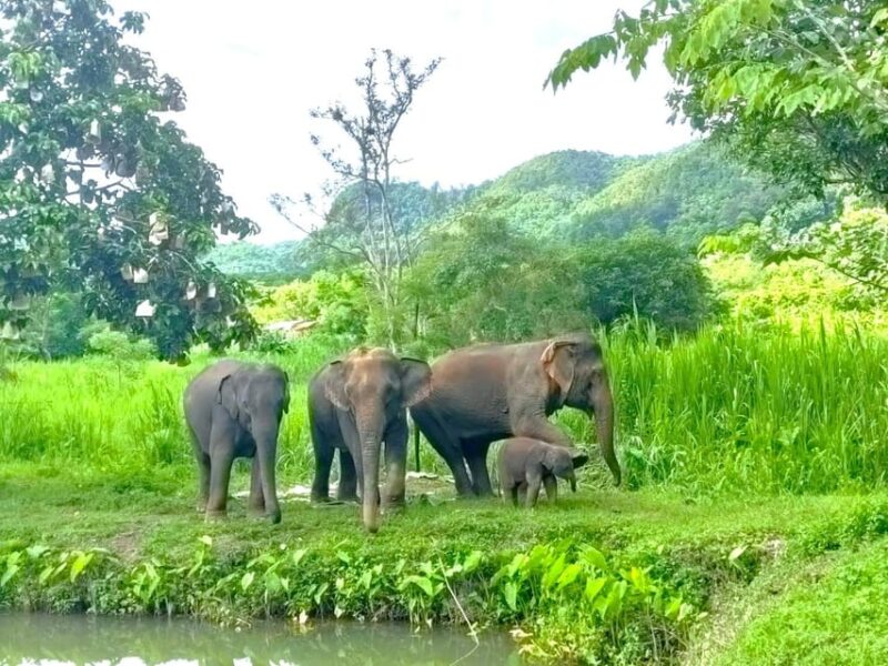 Half-Day With CHIANGMAI ELEPHANT CARE Program (12pm-6pm.) - Bathing the Elephants