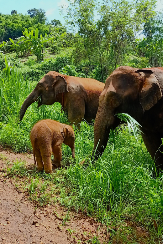 Half-Day With CHIANGMAI ELEPHANT CARE Program (12pm-6pm.) - Farewell and Refreshment
