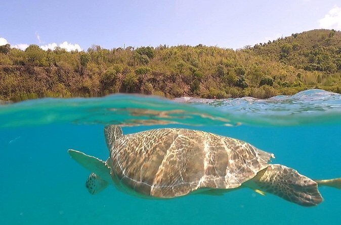 Half or Full-Day Private Boat Charter from St. John or St. Thomas - Who Will Love This Tour?