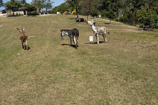 Halfmoon resort and spa private airport transfer - FAQ