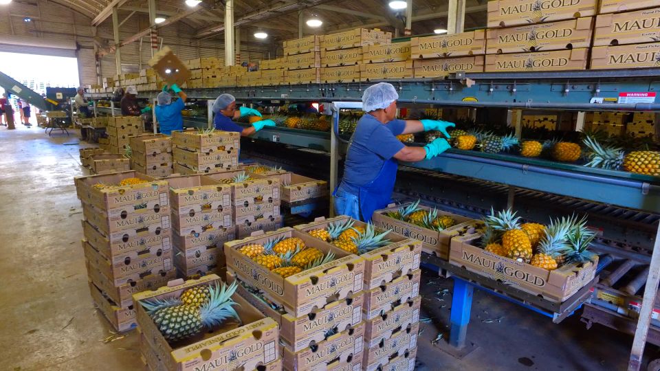 Haliimaile: Pineapple Farm Tour - Highlights of the Tour