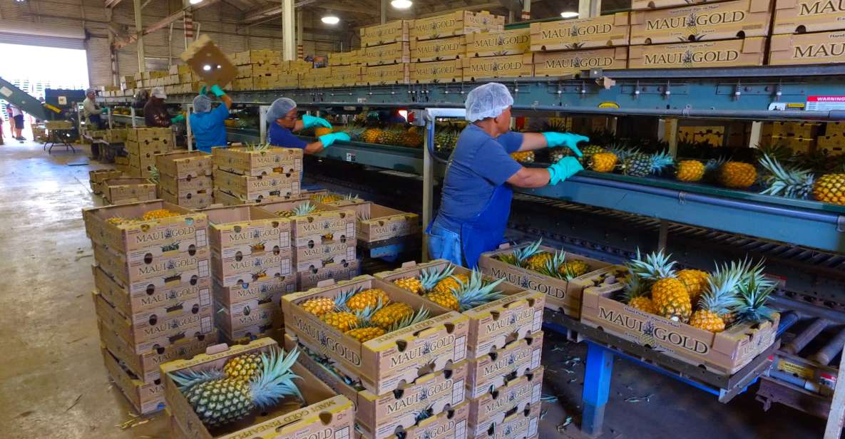 Haliimaile: Pineapple Farm Tour - Meeting Point and Check-in