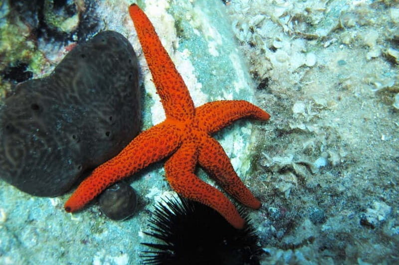 Halkidiki-Kassandra: Scuba Diving for Beginners - Overall Impression and Who Will Love It