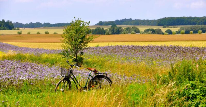 Hällåkra: Cycling or Hiking With Wine Tasting - Key Points