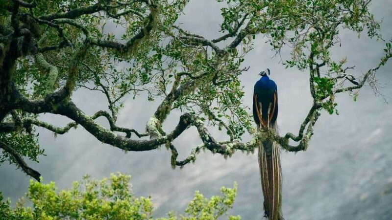 Hambantota Port: Udawalawe Safari Tour & Transit Home Visit - A Closer Look at Sri Lanka’s Wildlife Day Trip