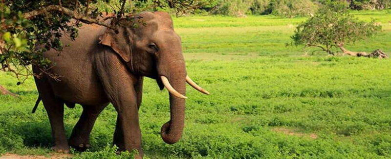 Hambantota Port: Udawalawe Safari Tour & Transit Home Visit - FAQ