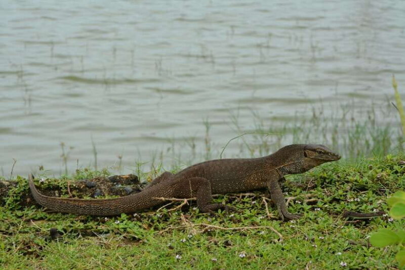 Hambantota Shore Excursion: Village and Cultural tour - A Deep Dive into the Hambantota Village and Cultural Tour