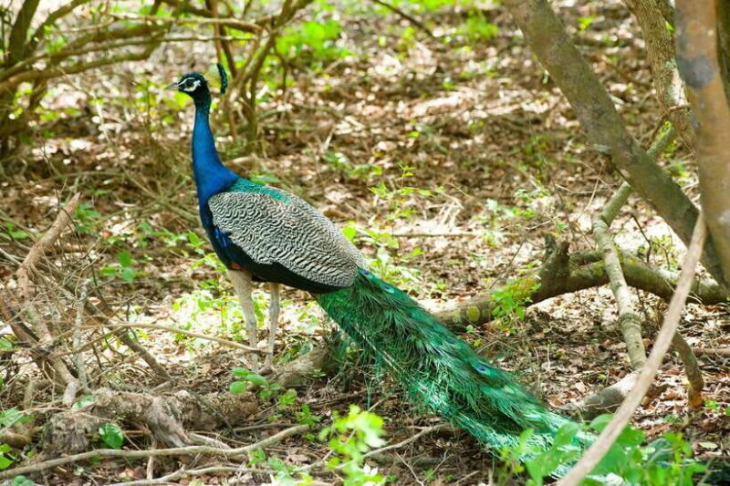 Hambantota Shore Excursion: Village and Cultural tour - FAQ
