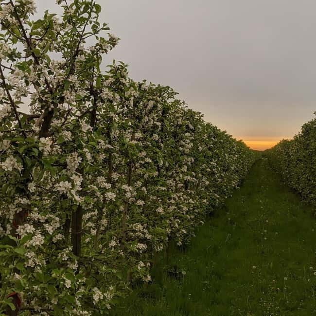 Hamburg Country Side - Altes Land - Who Would Love This Tour?